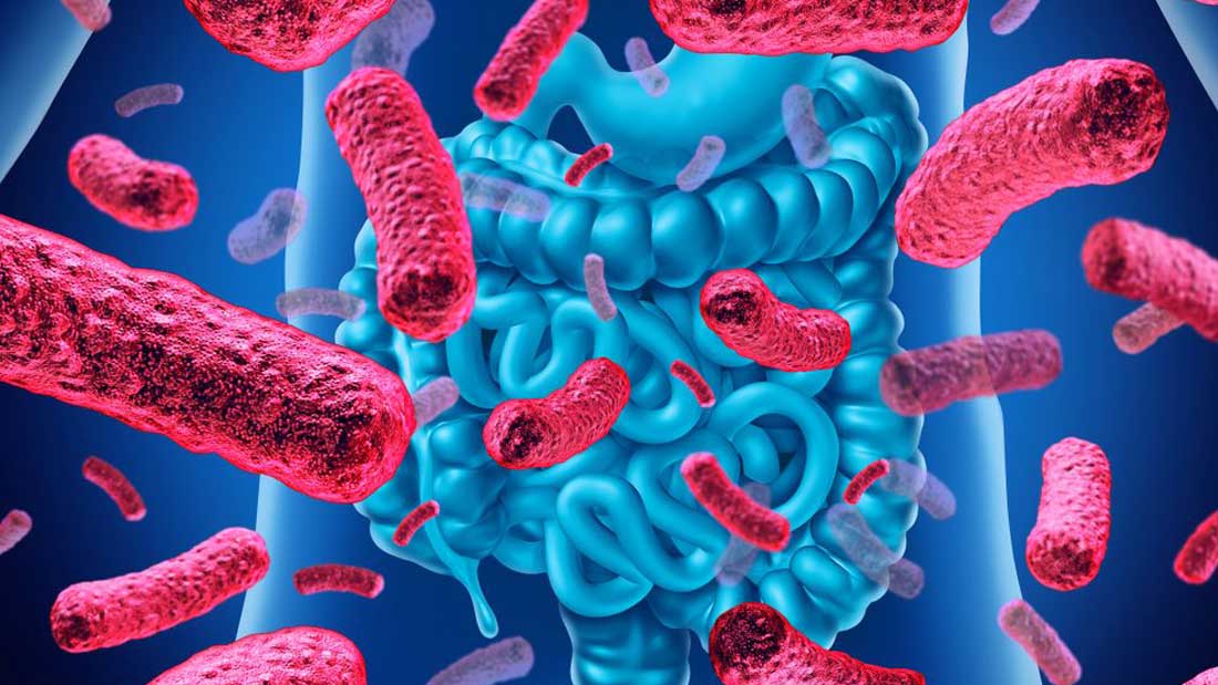 ¿Conoces las 7 funciones más importantes de la microbiota?